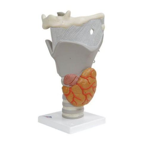 American 3B Functional Larynx Model Anatomical 2.5x Magnification Each - 25538