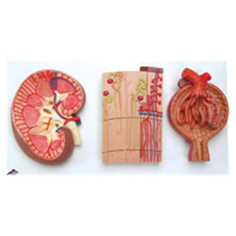 American 3B Kidney Section/Nephrons/Blood Model Anatomical Each - Z13096