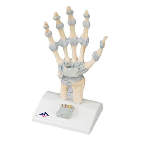 American 3B Hand Skeleton Model Anatomical Each - 44531