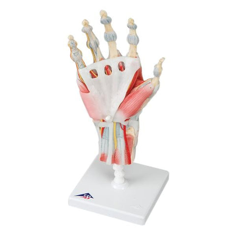 American 3B Hand Skeleton Model Anatomical Each - 44896