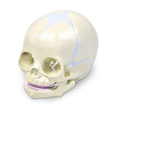 Nasco Healthcare, Inc Skull Model Human Anatomy Infant Each - SB50958