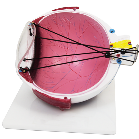 ASTIGMATISM EYE MODEL