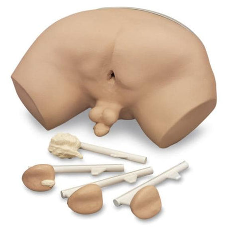 Nasco Healthcare, Inc Simulator Training Life/form Adult Prostate Examination Each - LF00901