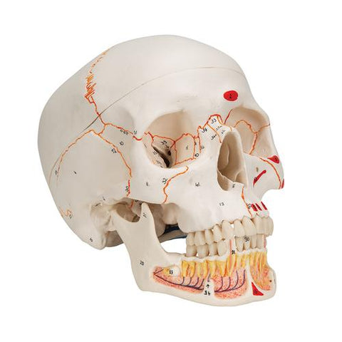 Classic Human Skull Model painted, with Opened Lower Jaw, 3 part - 3B Smart Anatomy