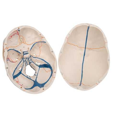 Classic Human Skull Model with Opened Lower Jaw, 3 part - 3B Smart Anatomy