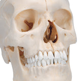 BONElike™ Human Bony Skull Model, 6 part - 3B Smart Anatomy
