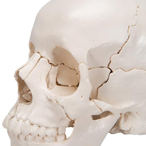 Beauchene Adult Human Skull Model, Bone Colored Version, 22 part - 3B Smart Anatomy