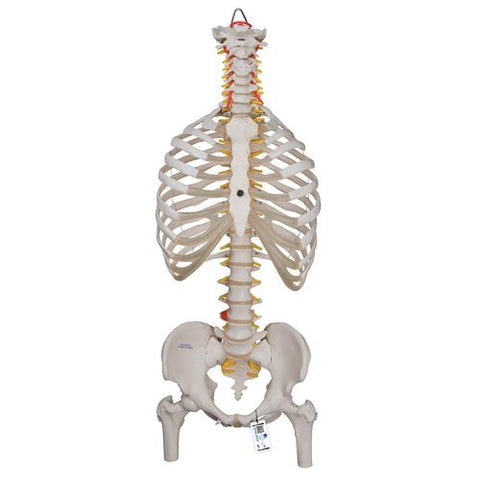 Classic Flexible Human Spine Model with Ribs & Femur Heads - 3B Smart Anatomy