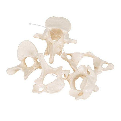 5 Human Vertebrae, Loosely Threaded on Nylon (atlas, axis, cervical, thoracic, lumbar) - 3B Smart Anatomy