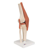 Functional Human Knee Joint Model with Ligaments & Marked Cartilage - 3B Smart Anatomy