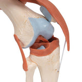 Functional Human Knee Joint Model with Ligaments & Marked Cartilage - 3B Smart Anatomy