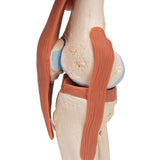 Functional Human Knee Joint Model with Ligaments & Marked Cartilage - 3B Smart Anatomy