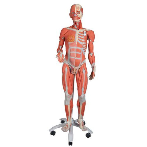 3/4 Life-Size Dual Sex Human Muscle Model on Metal Stand, 45-part - 3B Smart Anatomy 1