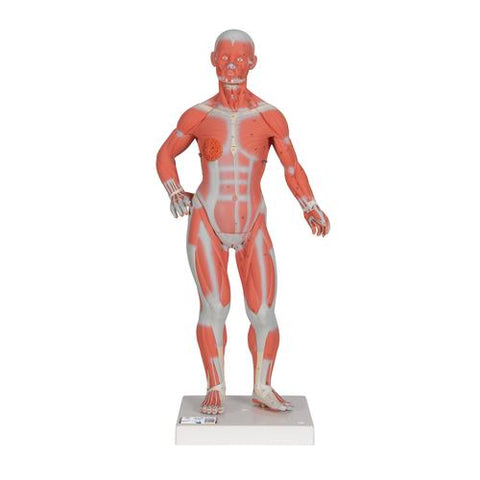 1/3 Life-Size Human Muscle Figure, 2 part - 3B Smart Anatomy