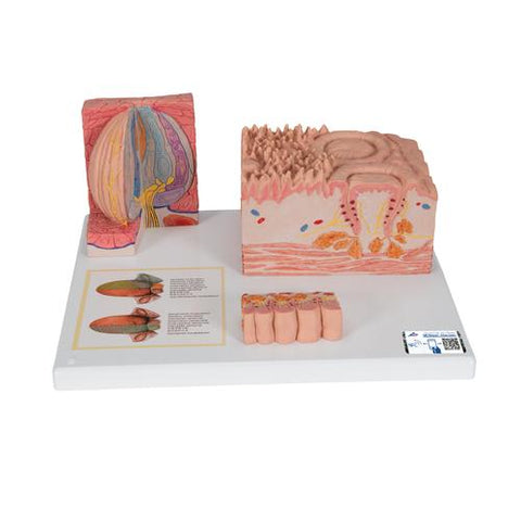 3B MICROanatomyâ„¢ Human Tongue Model - 3B Smart Anatomy