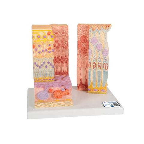 3B MICROanatomyâ„¢ Human Eye Model - 3B Smart Anatomy