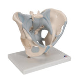 Human Male Pelvis Skeleton Model with Ligaments, 2 part - 3B Smart Anatomy