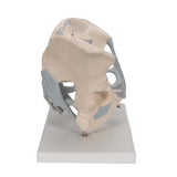 Human Male Pelvis Skeleton Model with Ligaments, 2 part - 3B Smart Anatomy