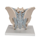 Human Male Pelvis Skeleton Model with Ligaments, 2 part - 3B Smart Anatomy