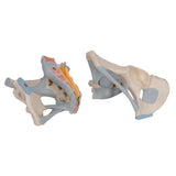 Human Male Pelvis Skeleton Model with Ligaments, 2 part - 3B Smart Anatomy