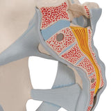 Human Male Pelvis Skeleton Model with Ligaments, 2 part - 3B Smart Anatomy
