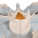 Human Male Pelvis Skeleton Model with Ligaments, 2 part - 3B Smart Anatomy