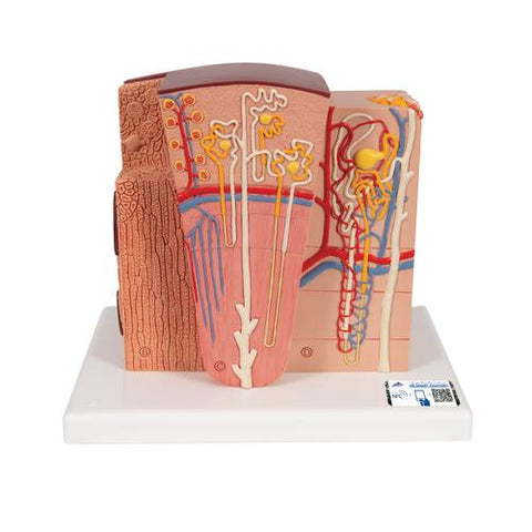 3B MICROanatomyâ„¢ Kidney Model - 3B Smart Anatomy