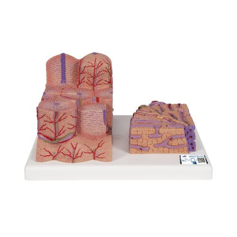 3B MICROanatomyâ„¢ Liver Model - 3B Smart Anatomy