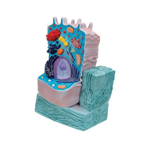 Animal Cell Model