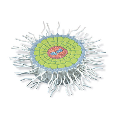 Absorption Zone of the Root (Sinapis alba), Model