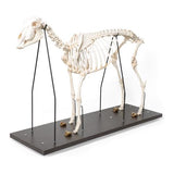 Domestic Sheep Skeleton (Ovis aries), Male, Specimen