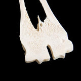 Comparison of longitudinal section of mammal metatarsal bones
