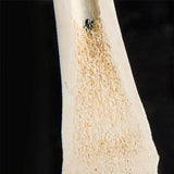 Comparison of longitudinal section of mammal metatarsal bones