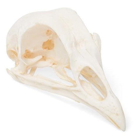 Chicken Skull (Gallus gallus domesticus), Specimen