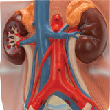 Male Urinary System Model, 3/4 Life-Size - 3B Smart Anatomy