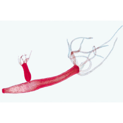 Coelenterata and Porifera - French Slides