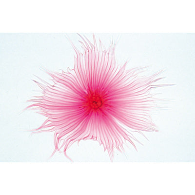 Angiospermae II. Cells and Tissues - French