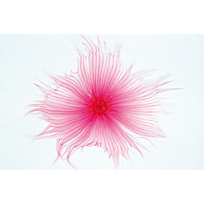 Angiospermae II. Cells and Tissues - Portuguese Slides