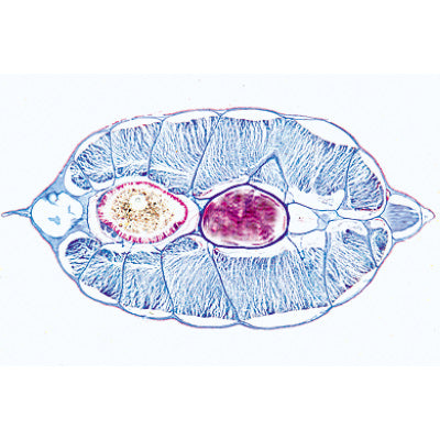 Cephalochordata (Acrania) - English Slides
