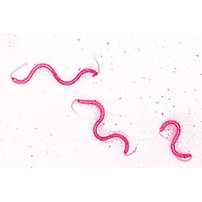 Bacteria Set - 25 Slides