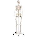 Standard Skeleton - Pelvic Mounted (Packaging - Each)