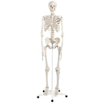 Standard Skeleton - Pelvic Mounted (Packaging - Each)
