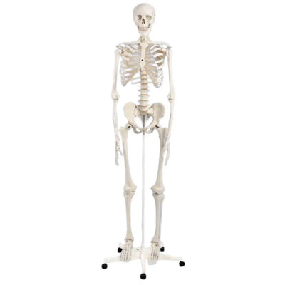 Standard Skeleton - Pelvic Mounted (Packaging - Each)