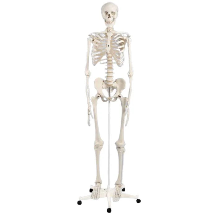 Standard Skeleton - Pelvic Mounted (Packaging - Each)