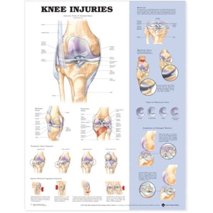Anatomical Charts (Packaging - Each)