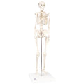 Mini Full Body Skeletal Anatomical Model (Packaging - Each)