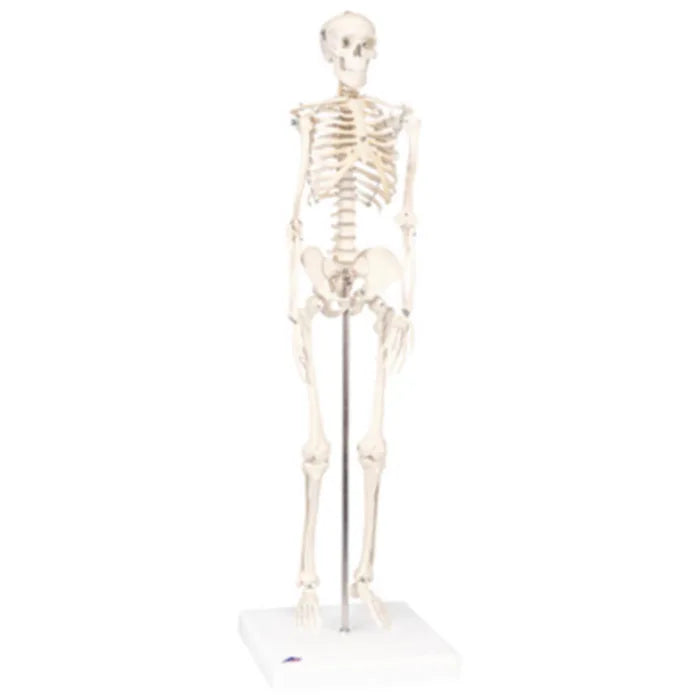 Mini Full Body Skeletal Anatomical Model (Packaging - Each)