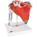 Anatomical Joint Models (Packaging - Each)