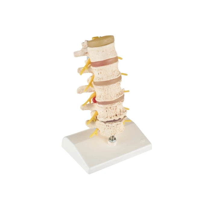 Anatomical Spine Model (Packaging - Each)