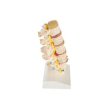 Anatomical Spine Model (Packaging - Each)